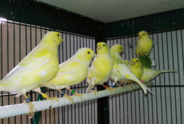 El primer concurso de canto de canarios malinois se celebra el sábado en la Kirol Etxea de Elorrio