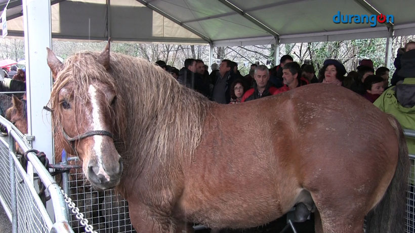 El mal tiempo no frena a la gente en la feria de San Blas
