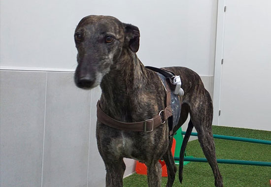 Encontrado el galgo perdido en Durango desde el pasado viernes