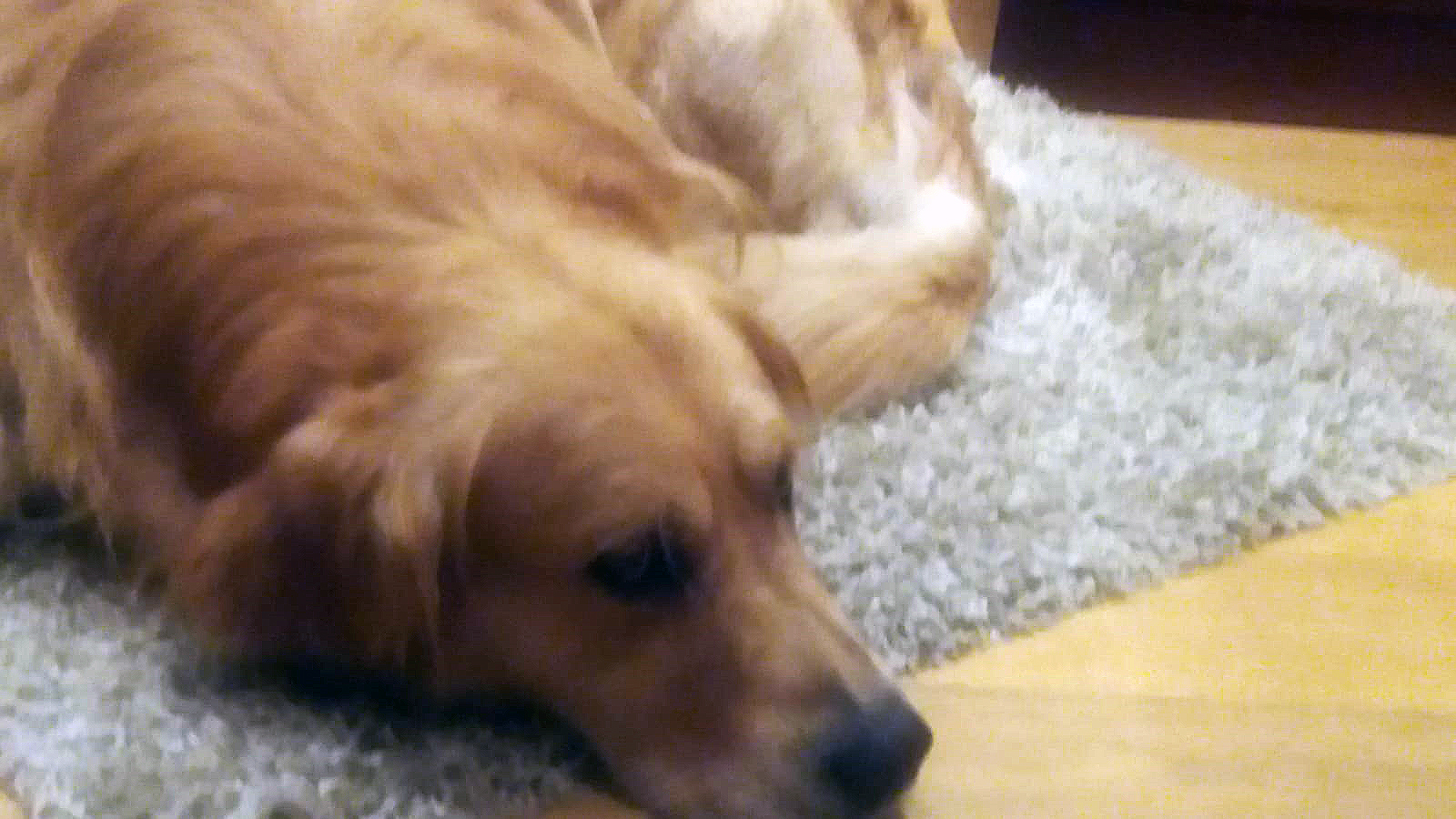 Solicitan colaboración ciudadana para localizar a ‘Rayo’, un golden retriever perdido el viernes