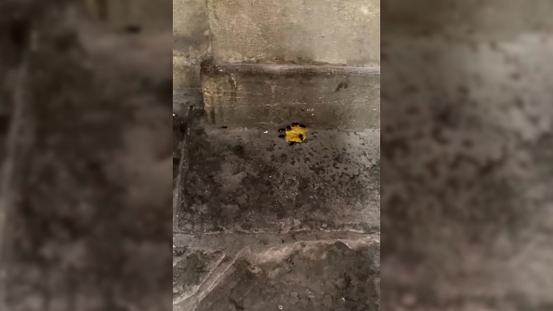 Fumigan el pórtico de Santa María de Durango tras la plaga de cucarachas grabada por una vecina
