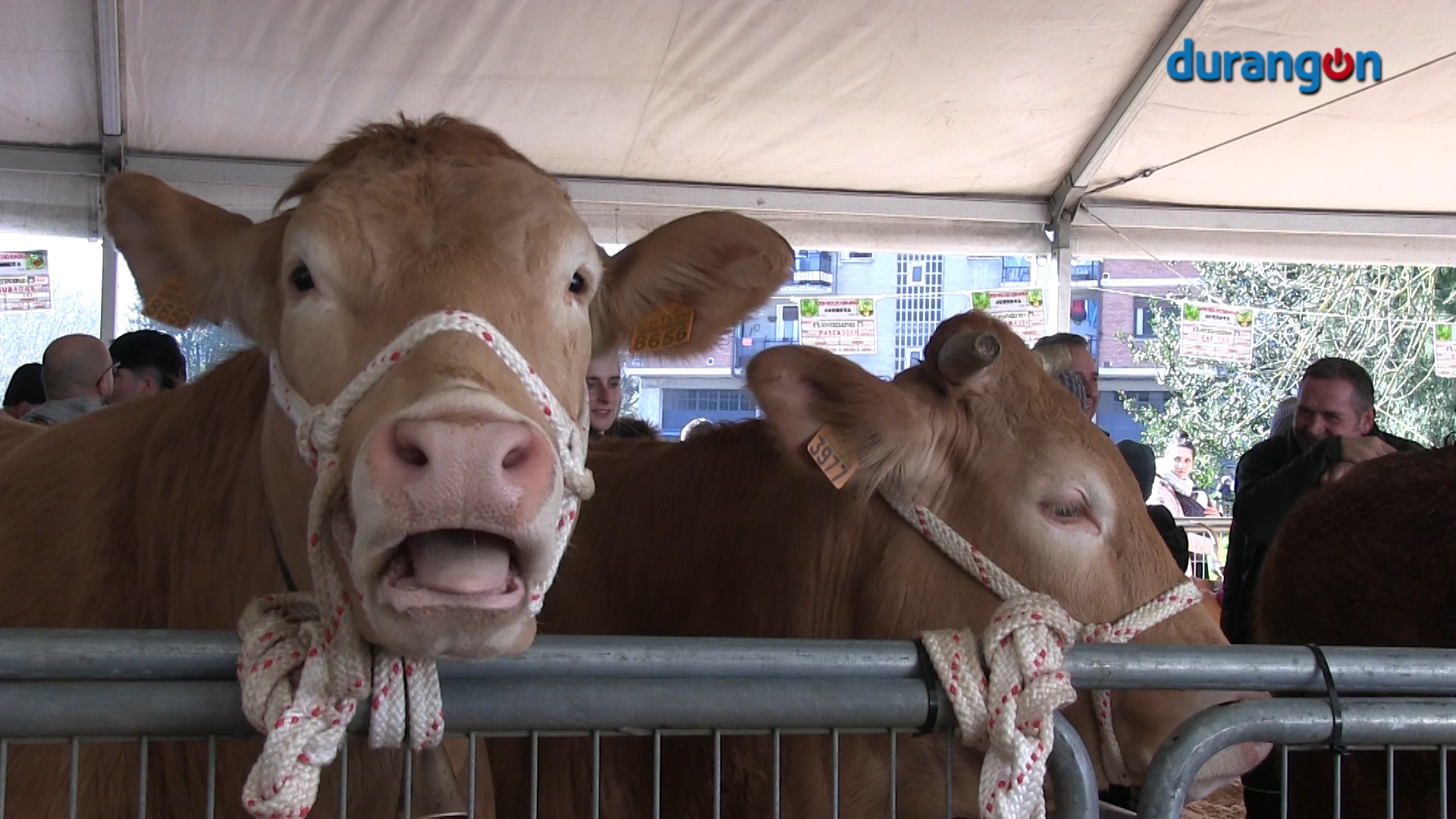 El sector primario celebra una feria de San Blas con muy buenas ventas