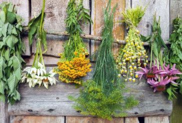 Organizan un taller de destilación de plantas medicinales en Atxondo