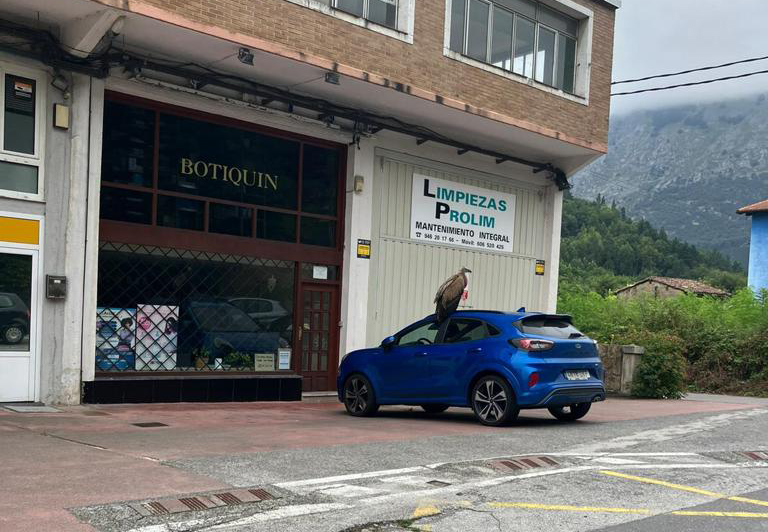 Retirado en Izurtza otro buitre incapaz de iniciar el vuelo