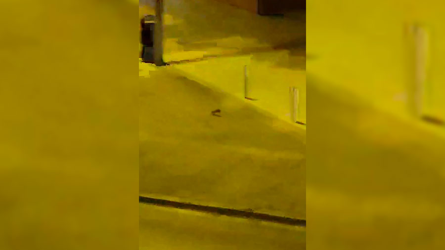 Residentes en Francisco Ibarra y Juan de Olazaran alertan de la presencia de ratas en la zona