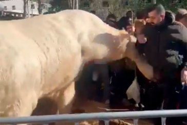 La coz ‘viral’ de la feria de San Blas