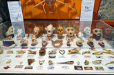 Hontza Museoa se llena de esqueletos, cráneos y mandíbulas