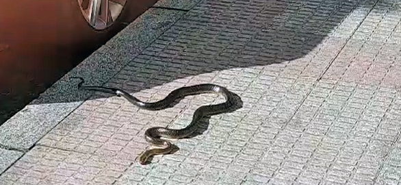 Una serpiente se pasea por Durango