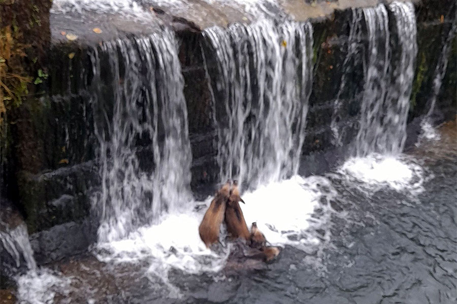 Un grupo de jabalíes se da un chapuzón en el río Mañaria