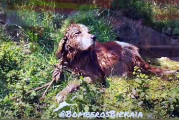 Bomberos rescatan a un perro en una tubería en Amorebieta-Etxano