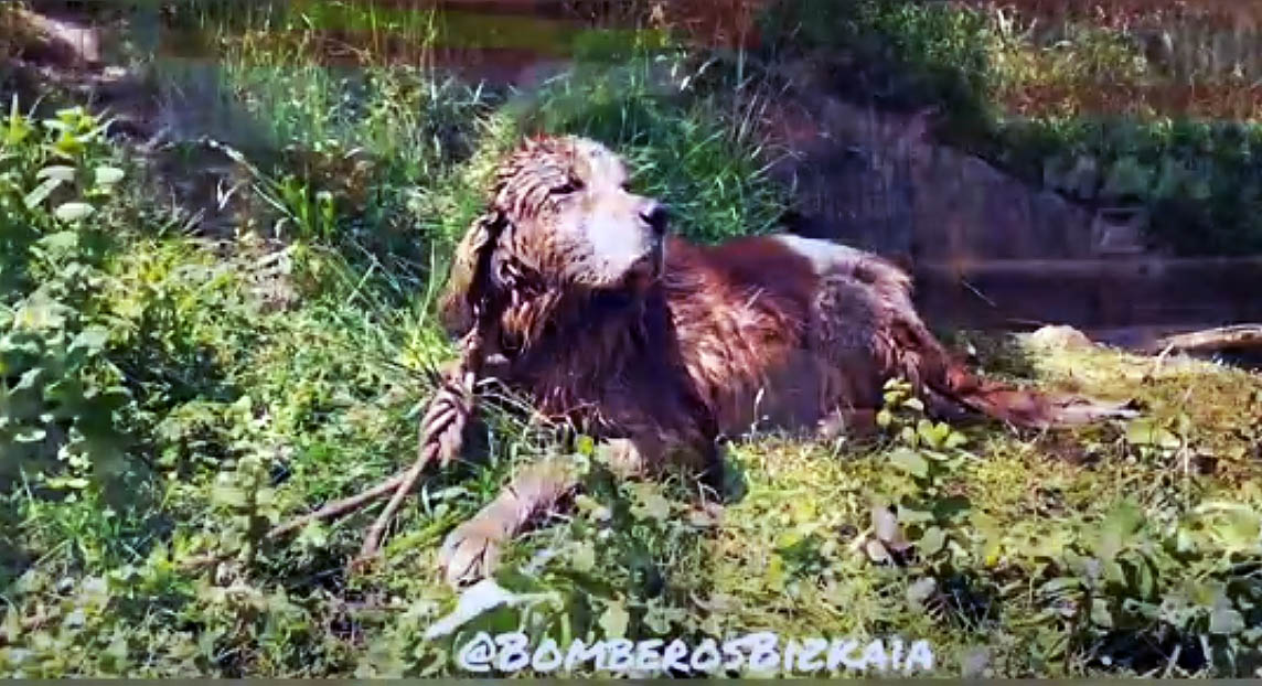 Bomberos rescatan a un perro en una tubería en Amorebieta-Etxano