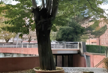 Durango retirará un tilo en Ezkurdi por motivos de seguridad