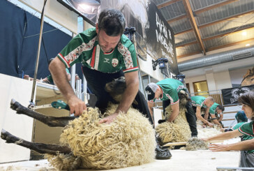El probadero de Abadiño acogerá mañana el Campeonato de Esquileo de Euskal Herria