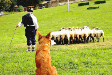 Los mejores perros pastores de Euskal Herria competirán en Garai este sábado