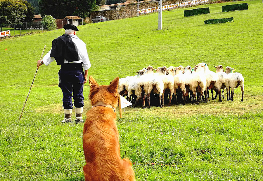 Los mejores perros pastores de Euskal Herria competirán en Garai este sábado