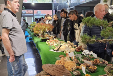 Amorebieta se adentra en el mundo de las setas este fin de semana