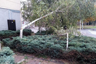 Talan sin permiso dos abedules en el barrio San Fausto