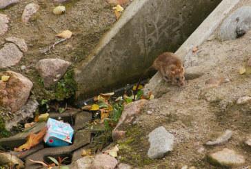 Denuncian que una plaga de ratas en Durango e Iurreta va a más y afecta a viviendas, empresas y vehículos