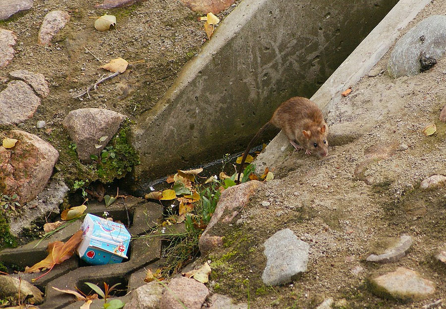Denuncian que una plaga de ratas en Durango e Iurreta va a más y afecta a viviendas, empresas y vehículos