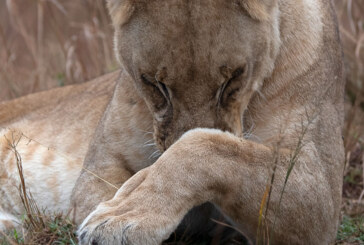 El zornotzarra Jon Batiz expone su mirada sobre la sabana africana