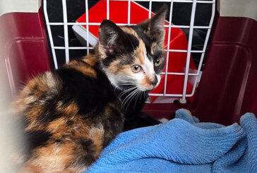 Rescatan a una gata caída de los bajos de una furgoneta que circulaba por la variante de Amorebieta