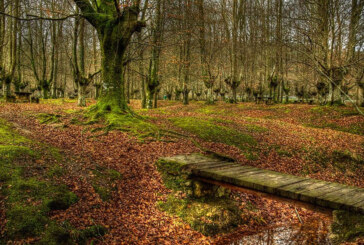 Los bosques de Otxandio serán restaurados dentro de un plan forestal de más de dos millones