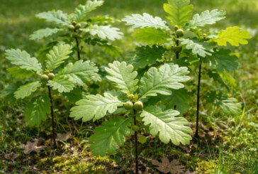 Mallabiko Udalak bat egingo du Basoen Nazioarteko Egunarekin haritz autoktonoak banaketarekin