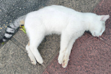 Animalien Lagunak alerta de una “ola de envenenamientos” a gatos en el barrio de Larrea