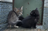 Animalien Lagunak alerta tras recoger varios gatos con garrapatas y parásitos cerca de una zona escolar