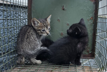 Animalien Lagunak alerta tras recoger varios gatos con garrapatas y parásitos cerca de una zona escolar